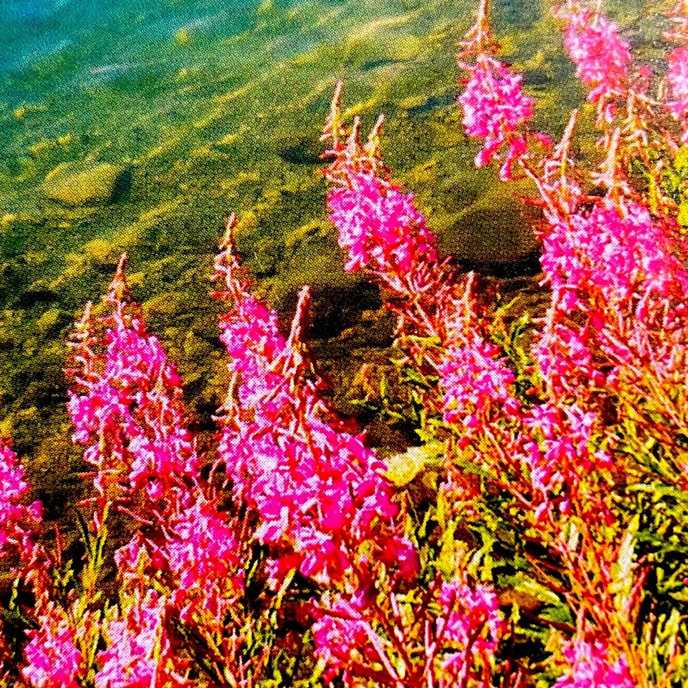 Meet your Posher, Adwoa